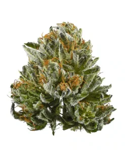 Bubba Kush