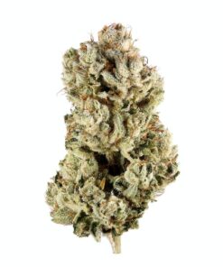 Gorilla Glue - GG4