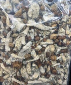 Cubensis mushrooms