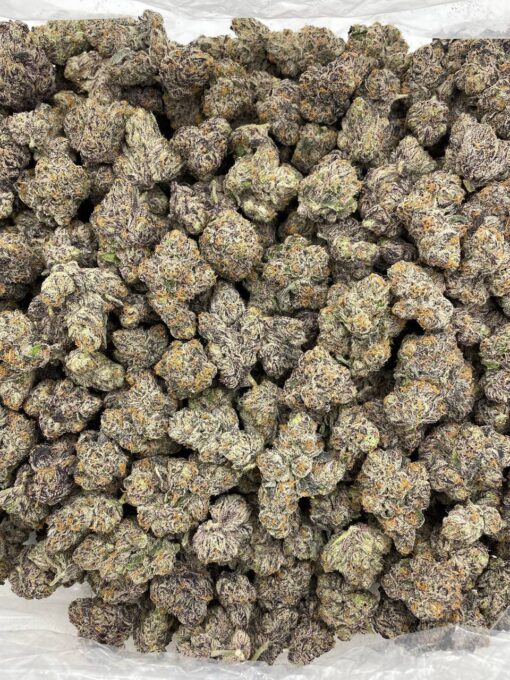 Unicorn Cherriez indoors