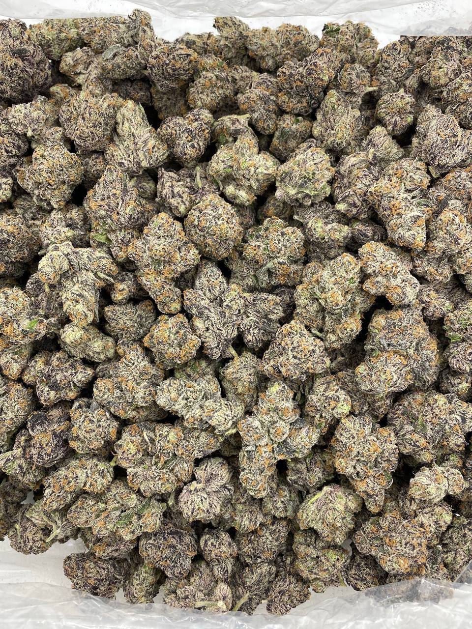 Unicorn Cherriez indoors