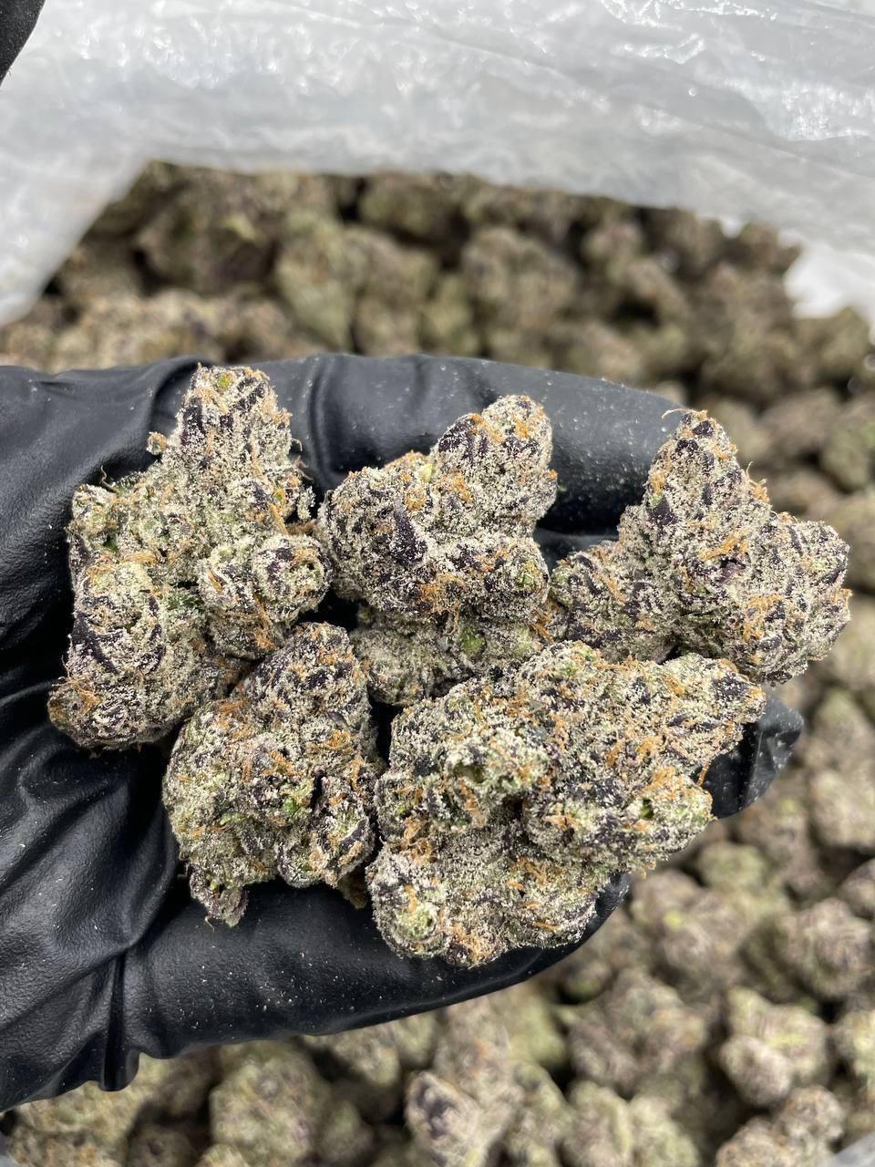 Black Cherry Runtz indoors - Image 2