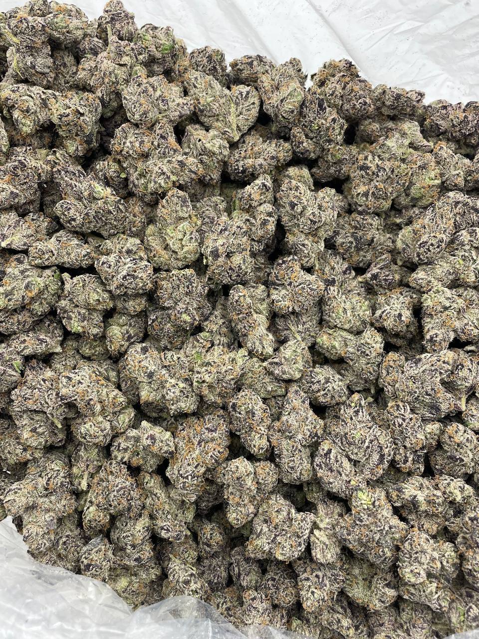 Black Cherry Runtz indoors