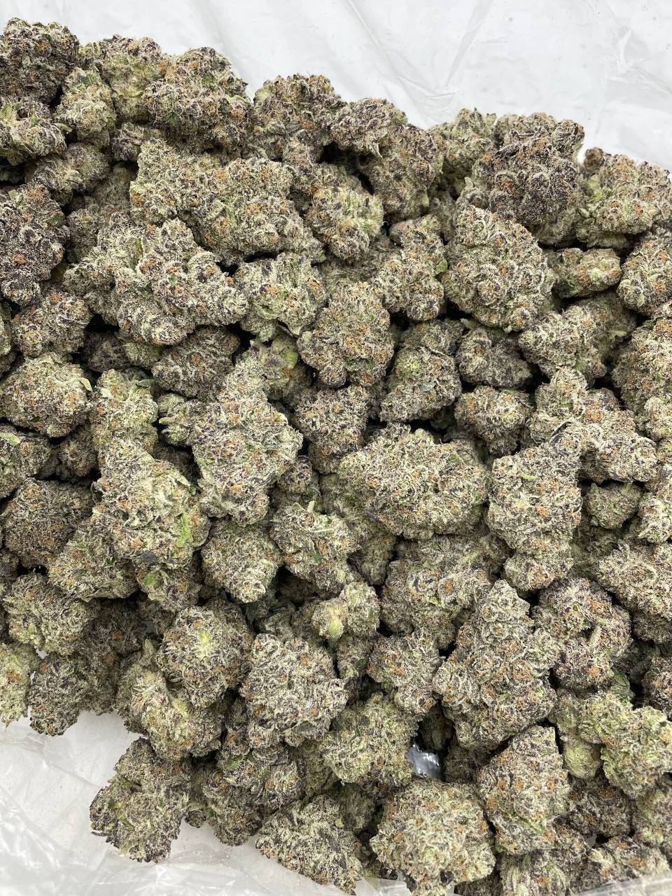 Tropicana Sprite indoors