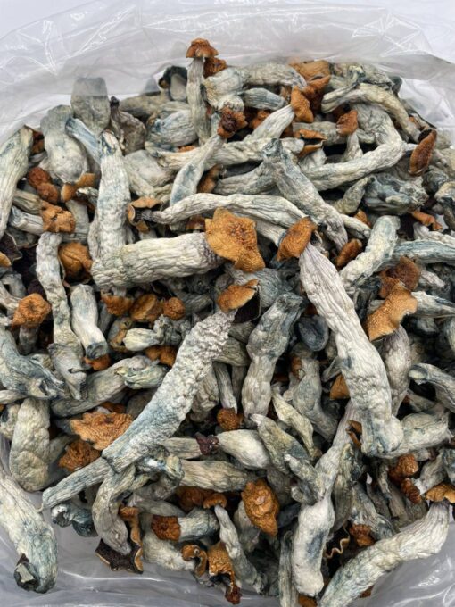 Exotic mushrooms