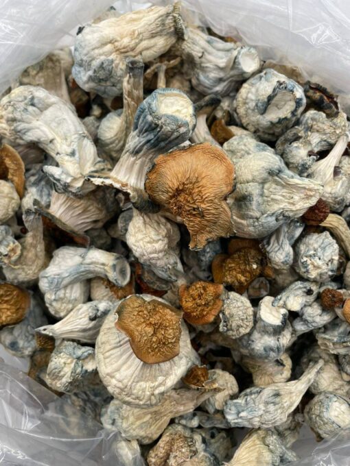 Exotic mushrooms - Image 4