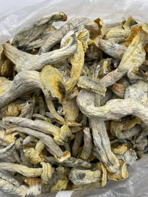 Exotic mushrooms - Image 5