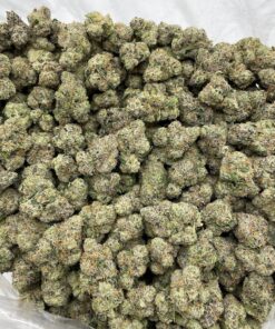 Candy Apple Runtz indoors