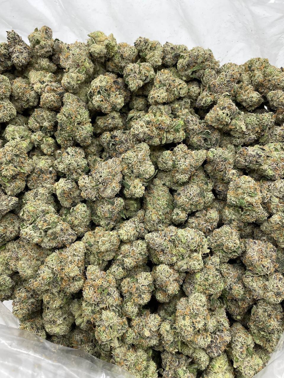 Candy Apple Runtz indoors