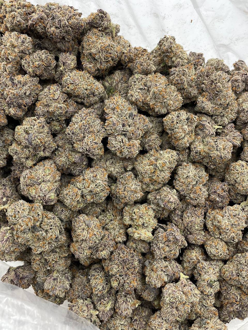 Miami Melons