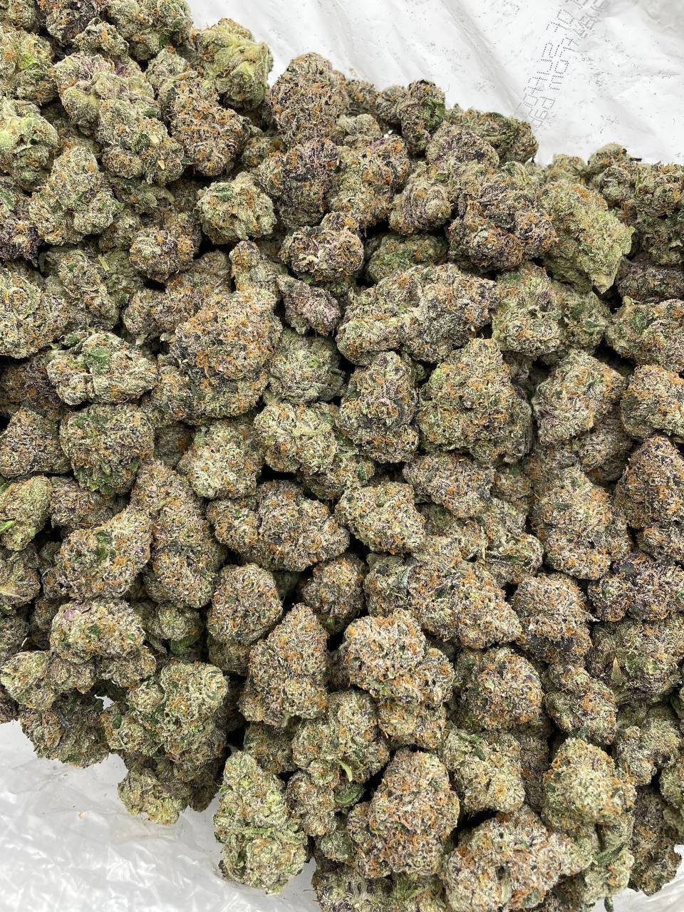 White Himalayan - Image 2