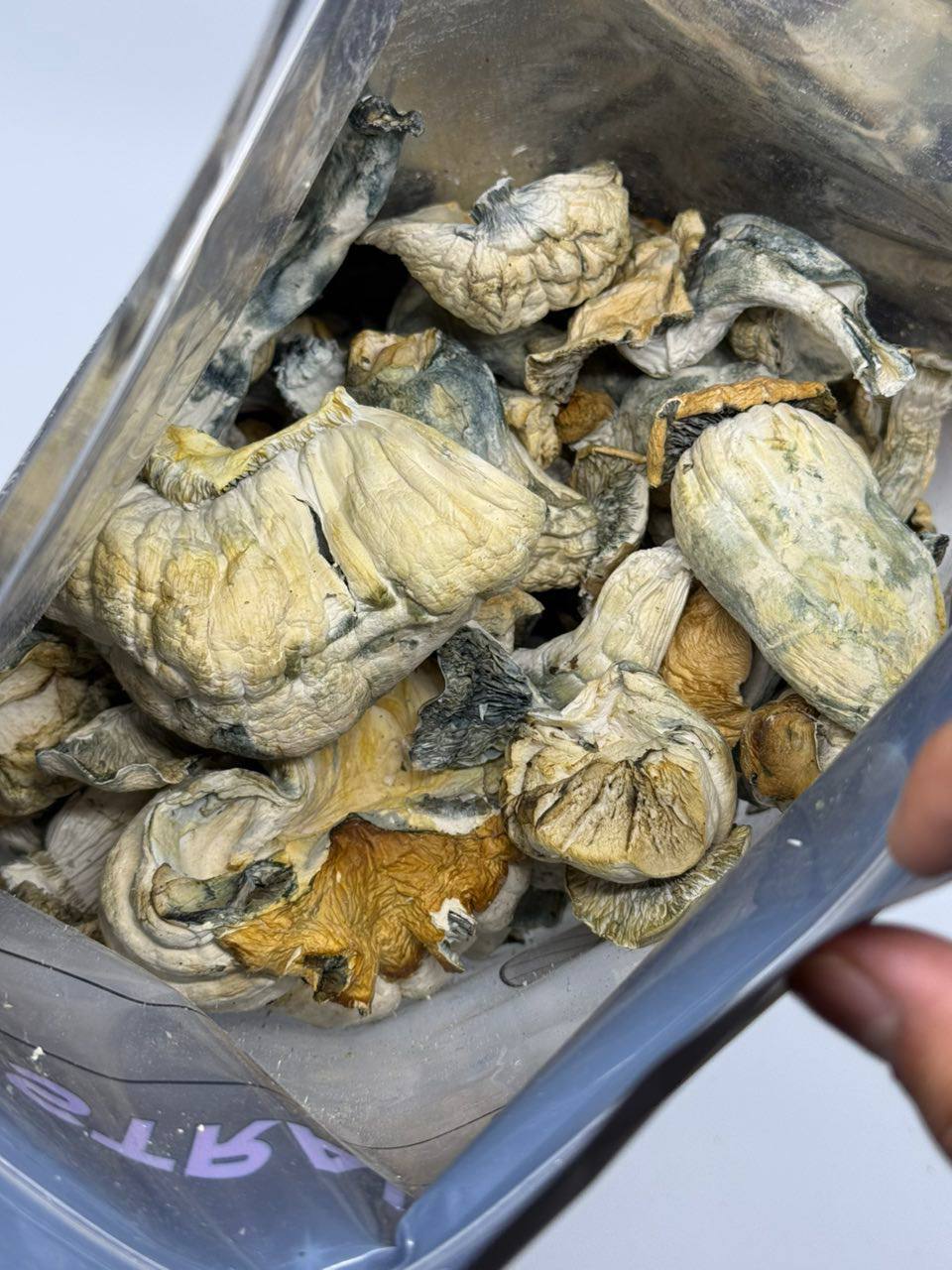 HB Pumpkinz - Image 2