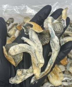 Blue meanie Shrooms