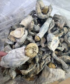 Albino hill billy shrooms