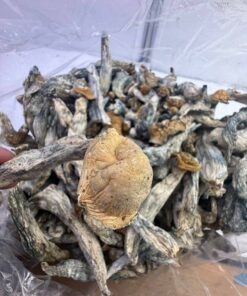 Gorilla shrooms