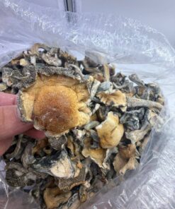 Golden teachers shrooms
